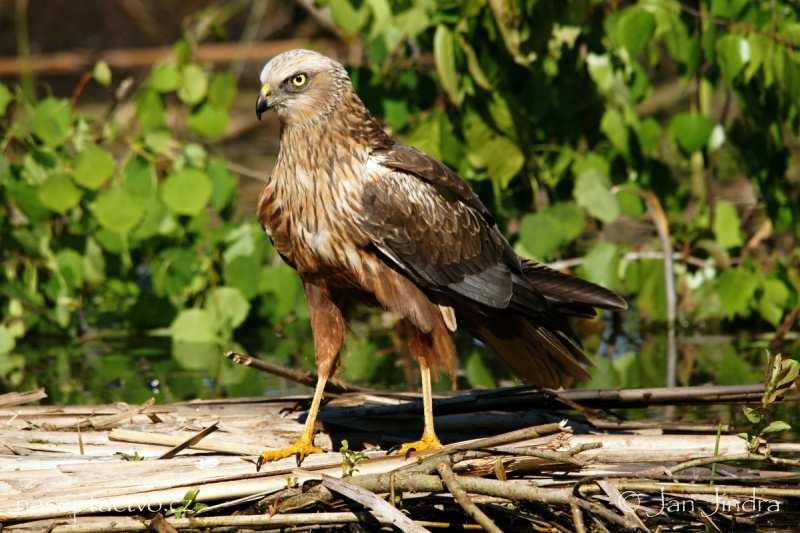 Moták pochop (Circus aeruginosus) čeleď: KRAHUJCOVITÍ (Accipitridae) ohrožený druh Evropa (kromě severských oblastí), střední Sibiř až po Dálný východ, severní Afrika, Madagaskar,