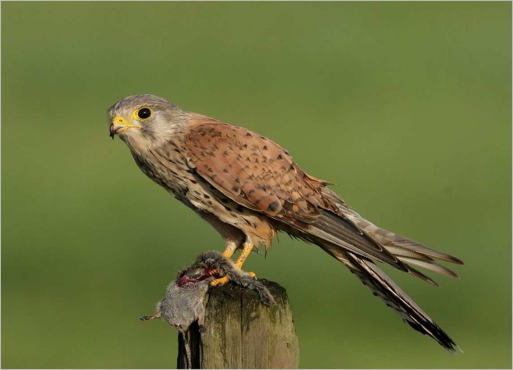 Poštolka obecná (Falco tinnunculus) čeleď: SOKOLOVITÍ (Falconidae) výskyt: Evropa, Asie a