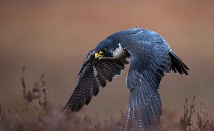 Sokol stěhovavý (Falco peregrinus) čeleď: SOKOLOVITÍ (Falconidae) kriticky ohrožený druh sokol