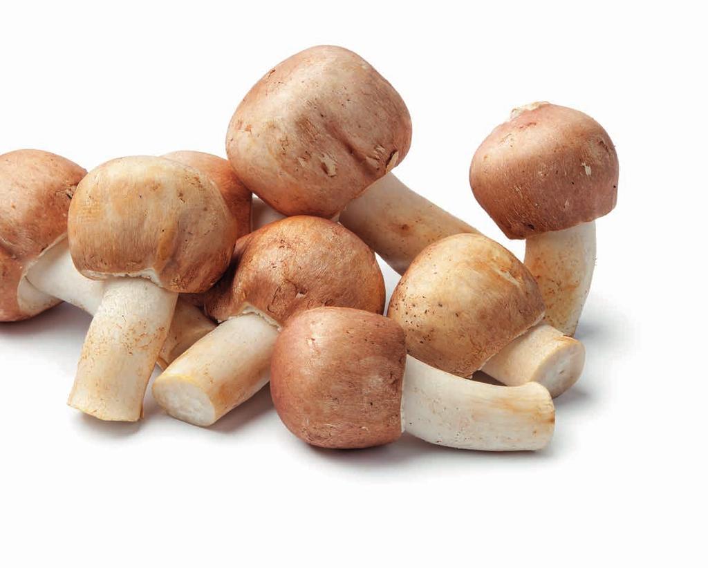 LESKLOKORKA LESKLÁ (Ganoderma lucidum) Již před čtyřmi tisíci lety si lesklokorka lesklá získala pověst elixíru života pro své posilující účinky podobné ženšenu.
