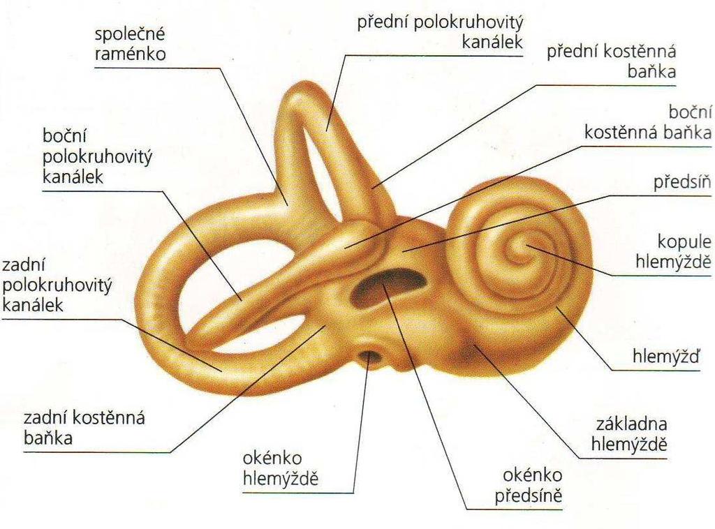 Kostěný labyrint (labyrinthus osseus) Kostěný labyrint je možno rozdělit na tři části přední část tvoří kostěný hlemýžď (cochlea), středním oddílem je vestibulum a zadním částí jsou tři polokruhovité