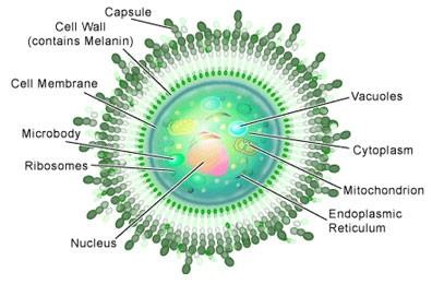 Cryptococcus neoformans www.scq.