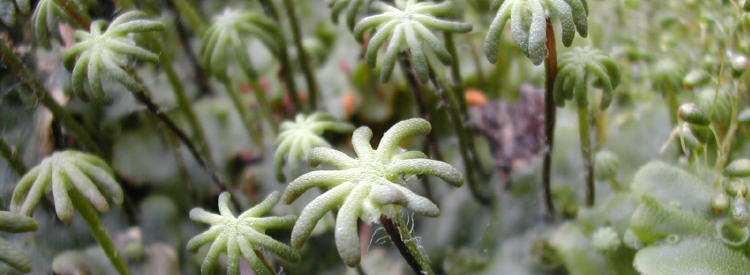 Porostnice mnohotvárná (Marchantia polymorpha) -zakreslete stélku s receptakuly -nebo stélku s pohárky (možná v nich budou