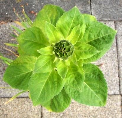 Tento úhel, který je pro každou rostlinu Φ charakteristický, vyjadřují botanici ve tvaru zlomku, který udává, jakou část obvodu kružnice vytíná.