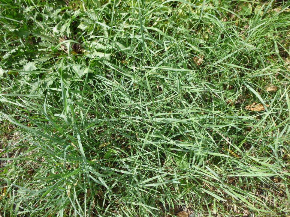 V trávníku mohou být i další druhy, jako jitrocel kopinatý (Plantago lanceolata), pampeliška lékařská (Taraxacum sect.