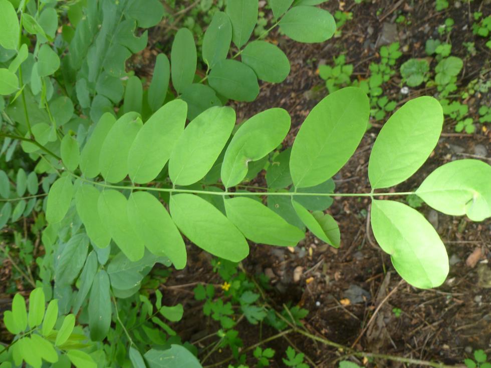 Dalším invazním druhem byl trnovník akát (Robinia pseudacacia), viz obr. 10 níže, patřící do čeledi bukovitých (Fagaceae), což byl druhý nejpočetnější invazní druh na územích.