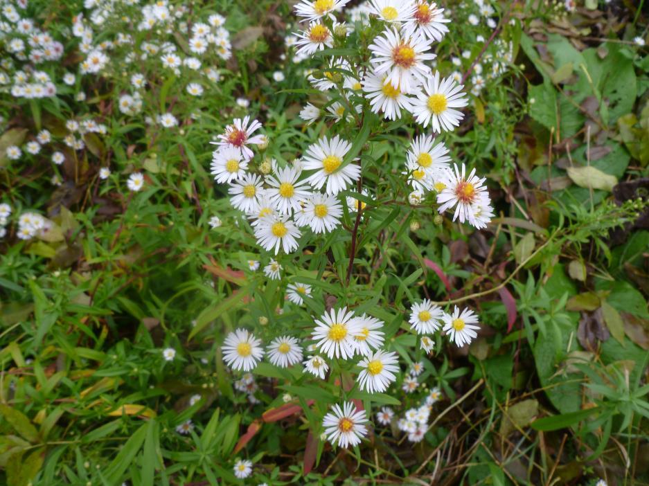 Obr. 15 Invazní druh hvězdnice malokvětá (Aster parviflorus), (zdroj: autor) Posledním invazním druhem, který rostl na územích, které jsem mapoval, byl peťour srstnatý (Galinsoga quadriradiata).