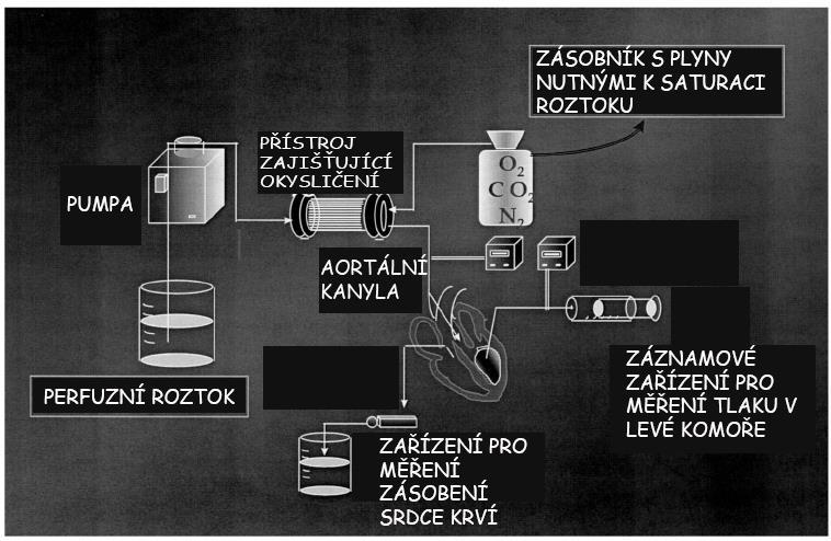 Obr. 4 Schéma Langendorffova přístroje Zdroj: https://www.researchgate.