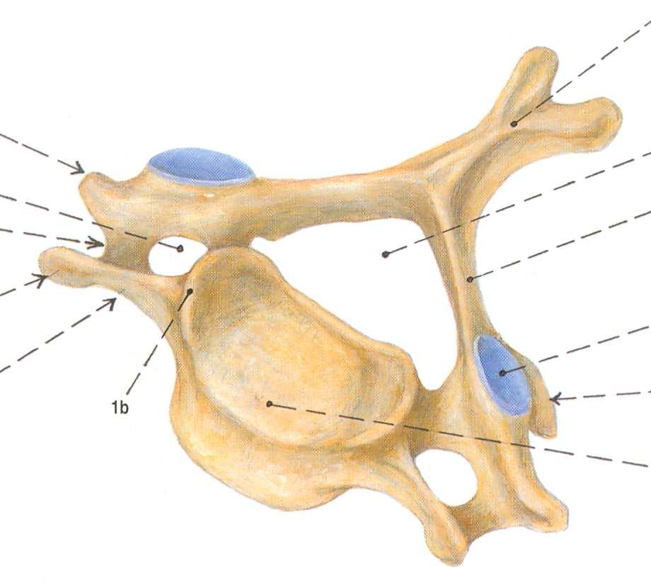 2 Část obecná 2.1 Obecná anatomie krční páteře 2.1.1 Obratle krční páteře Columna vertebralis cervicalis je tvořena sedmi krčními obratli C1 - C7.