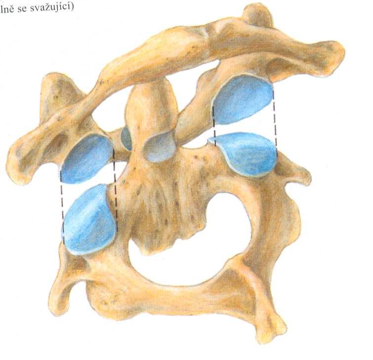 transversum atlantis. Na čepovci dále nalezneme processus articulares superiores a inferiores. [5] Obr. 3 Axis [5] 2.1.