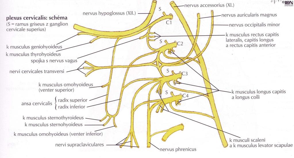 Obr. 4 Plexus Cervicalis [15] Plexus brachialis (C4/ Th1): [6, 16] Je to velice složitá pleteň.