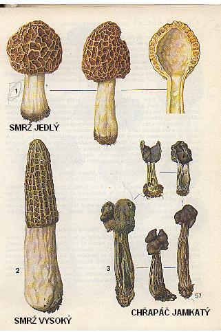 3. BERETE HOUBAŘINU VÁŽNĚ? Pak asi tu a tam koupíte houbařský atlas, nebo ho najdete na internetu. My, Češi jsme národ houbařů, proto jsme vždy měli a máme vynikající atlasy hub.