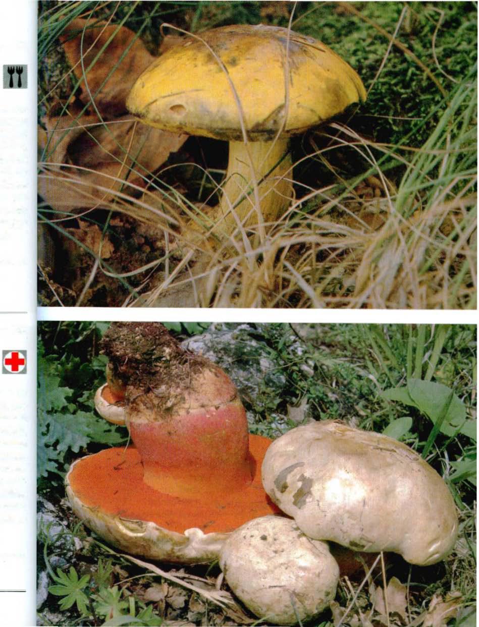 Barevná fotografie dala houbařským atlasům nový prostor. Vynikající atlasy stvořili Aurel Dermek a Ladislav Hagara.