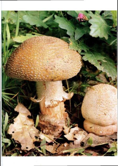 Znáte dobře nějakou houbu? Jakoukoliv houbu? Než atlas koupíte, nalistujte v něm tu houbu, kterou dobře znáte, a porovnejte svou vzpomínku s jejím vyobrazením. Shodují se?