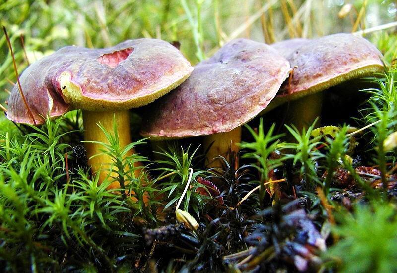 Hřib sametový (Boletus fragilipes, syn.