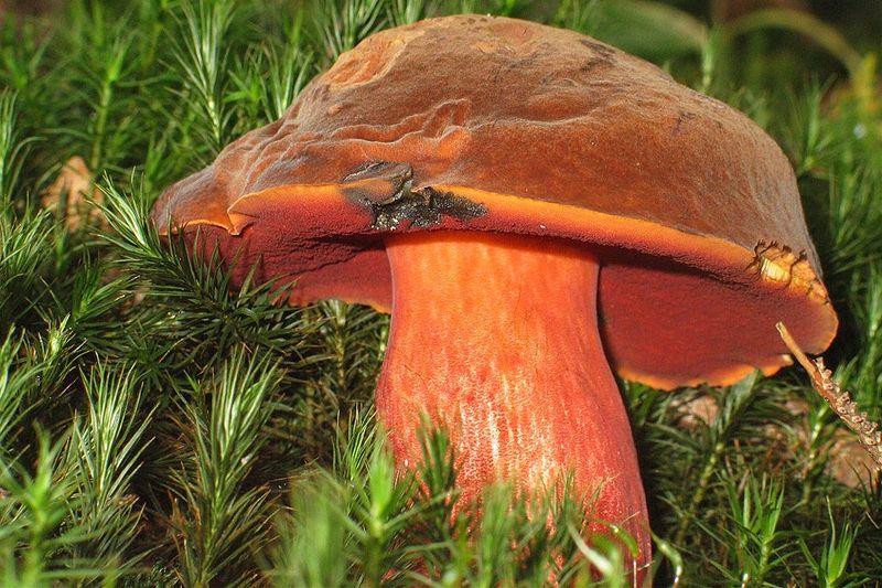 Hřib kovář (Boletus erythropus),