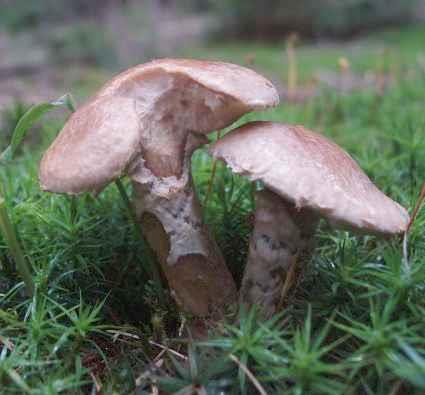 Klouzek slizký (Suillus