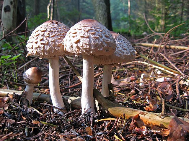 BEDLY Bedla červenající (Macrolepiota rhacodes,