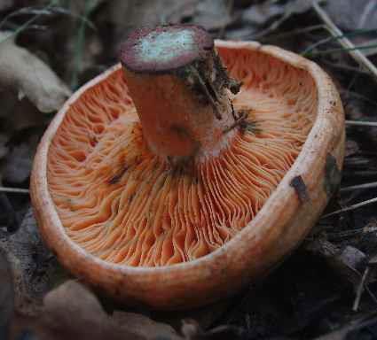 tlaku, červené mléko Ryzec borový (Lactarius