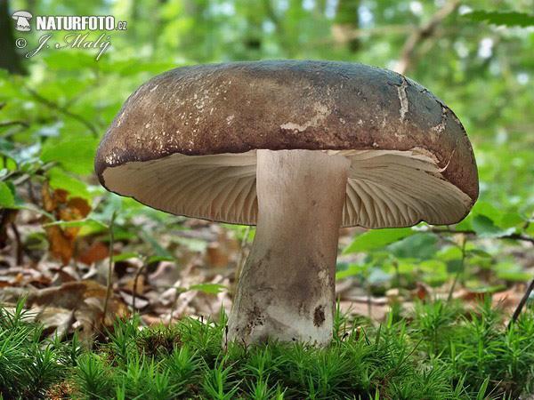 bukovka (Russula heterophylla), Russula 178 druhů,