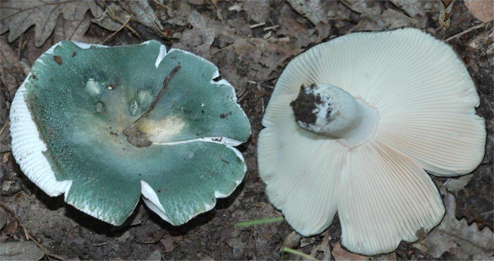 Holubinka namodralá (Russula