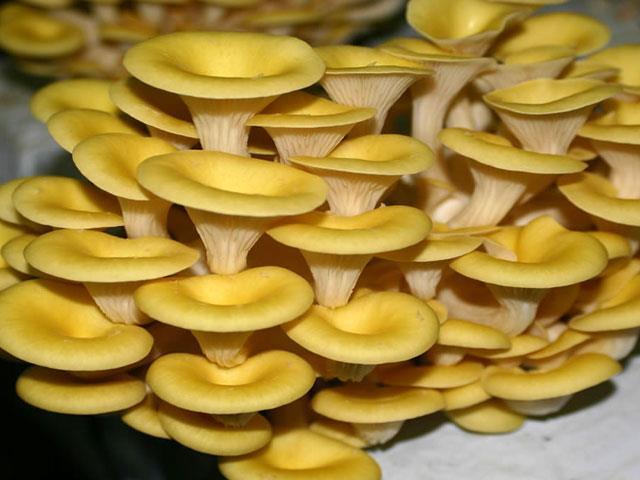 Hlíva ústřičná (Pleurotus ostreatus) Hlíva