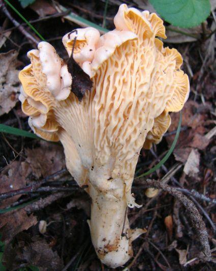 Liška bledá (Cantharellus