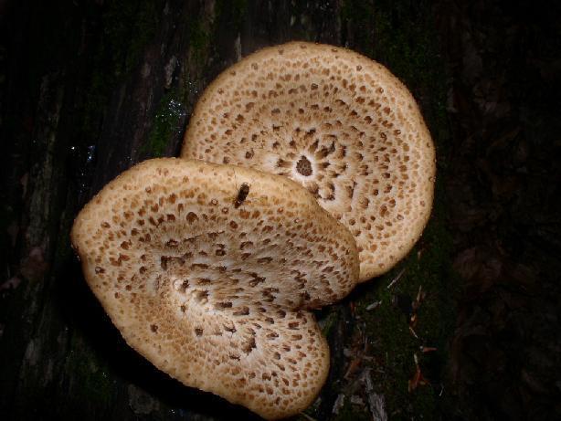 Choroš šupinatý (Polyporus squamosus) jen mladé plodnice, pouze pro