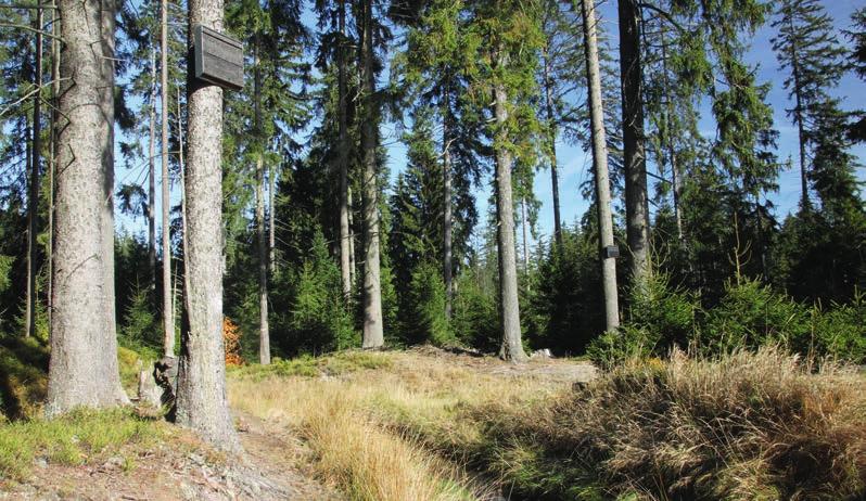 Fig. 15. Boxes (WB-type) at the edge of an old waterlogged spruce forest near the Dlouhá Stoka stream and the Bahňák pond near Kladská. Obr. 15. Budky (typ WB) na okraji staré podmáčené smrčiny u potoka Dlouhá stoka a rybníka Bahňák u Kladské.