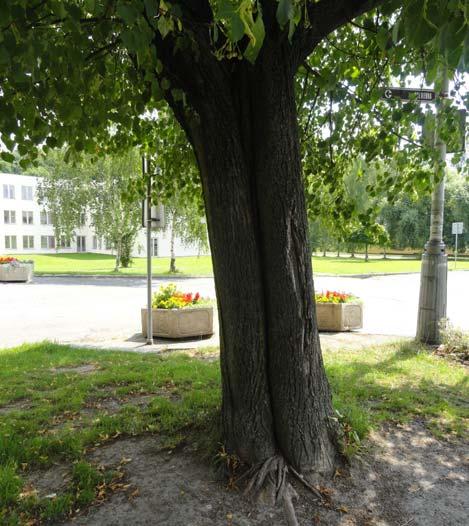 Strom č. 47. Prasklina a hniloba kmene. Strom lokalizován před školou, v těsné blízkosti chodníku. Strom navržen k odstranění. Strom č.