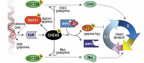 4.1.1.2 DSS1 Gen DSS1 se nachází v komplexu s proteinem BRCA2-RAD51 a pravděpodobně hraje významnou roli v průběhu homologní rekombinace a v reparačních procesech spřažených s rekombinací (Foretová,