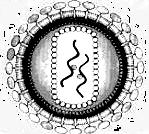 1 AIDS Acquired ImmunoDeficiency Syndrome SIDA Syndrome d ImmunoDeficience Acquise SPID Syndrom Priobretěnovo ImunoDeficita HIV - Human Immunodeficiency Virus Původce: Francie USA WHO WHO 1983 LAV