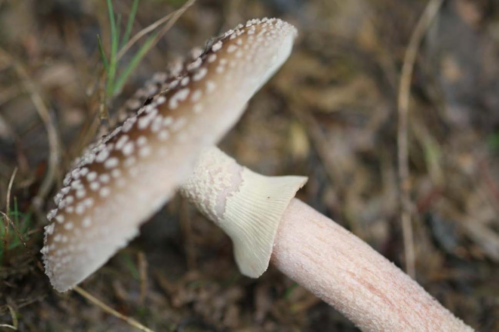 flavivolvata, typický žlutý okraj prstenu.