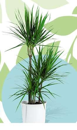 Zelené pokojové rostliny Pro příjemné pokojové klima např. Dracaena/ Dračinec.