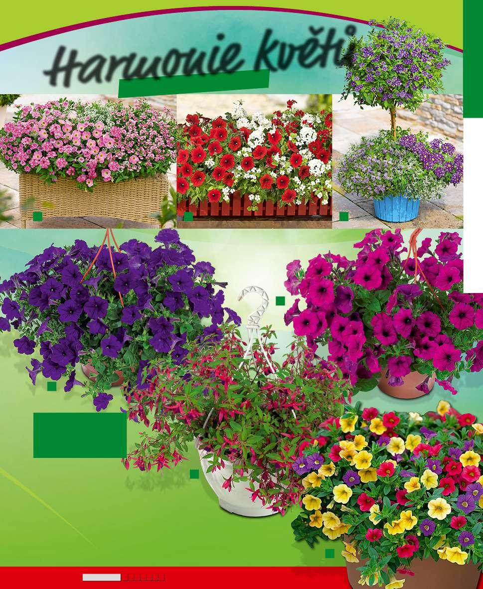 Harmonie květů na balkony a terasy 1 1 2 Jedinečné druhy rostlin! ROSTLINY NA ZÁHONY A NA BALKONY ZAHRADA A VOLNÝ ČAS 5 5 Lze koupit ve všech zahradních centrech od poloviny dubna do konce května.
