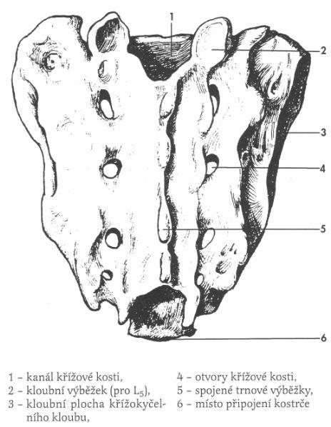 Obrázek č. 4: Křížová kost Zdroj: (3) Obrázek č.