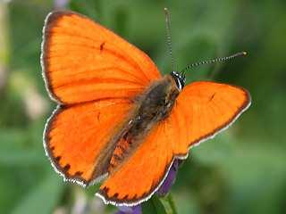 VÝSLEDKY INVENTARIZAČNÍHO PRŮZKUMU MOTÝLŮ S DENNÍ AKTIVITOU (LEPIDOPTERA, ZYGAENOIDEA, HESPERIOIDEA, PAPILIONOIDEA) NAVRHOVANÉ PP STŘELNICE U SEMANÍNA