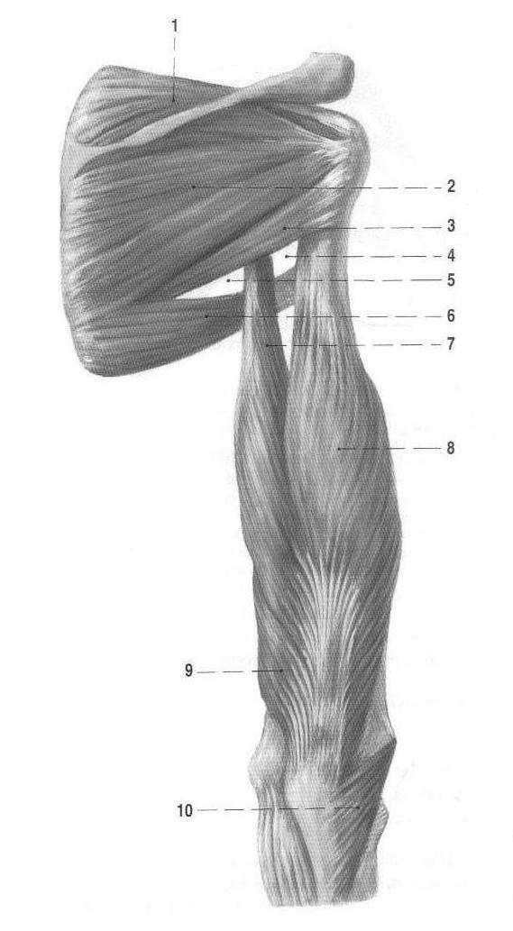 Obrázek 2.4: Svaly pletence ramenního pohled zezadu [3, str. 396], 1 supraspinatus, 2 m. infraspinatus, 3 m.