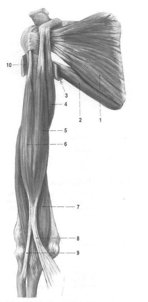 Obrázek 2.5: Svaly pletence ramenního pohled zp edu [3, str. 398], 1 m. subscapularis, 2 m. teres major, 3 úponová ást m. latissimus brachii, 4 m. coracobrachialis, 5 m.