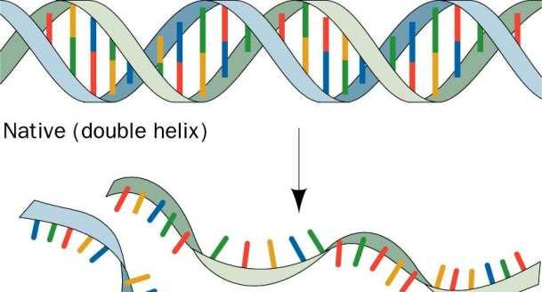 Design primerů a sond Hybridizace Úspěšný annealing sondy a primerů je kritický předpoklad úspěšné PCR Sekvence Koncentrace