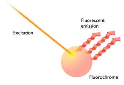 Quenchers Zhášeče (Q) Zhášení quenching Redukce QY v daném fluorescenčním ději Absorpce nebo disipace energie návrat fluoroforu do základního stavu bez emise fluorescence Proximální zhášení