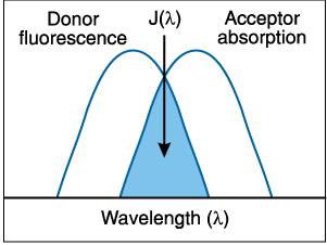 Fluorescenční rezonanční energetický transfer (FRET) Základ řady experimentálních metod v biochemii a molekulární biologii Přenos energie z donorové na blízkou akceptorovou molekulu, donor se vrací