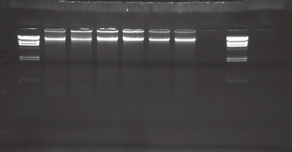 V. Vyhodnocení M 1 2 3 4 5 6 7 M Obr. 1: DNA izolovaná z listů kukuřice.