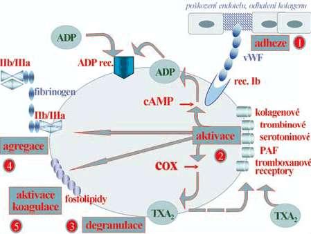 Aktivácia trombocytu 1. ADHÉZIA 2. AKTIVÁCIA 3.