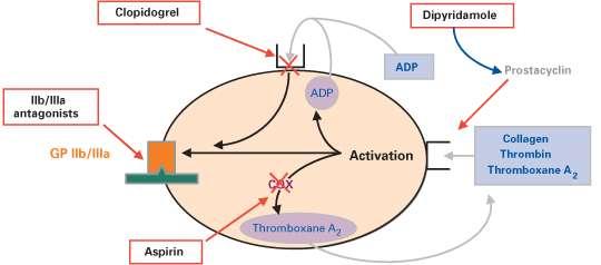 Mechanizmus účinku antiagregancií 2 4 3 1 1.Inhibítory enzýmu COX-1 ASA, indobufen, /triflusal/ 2.