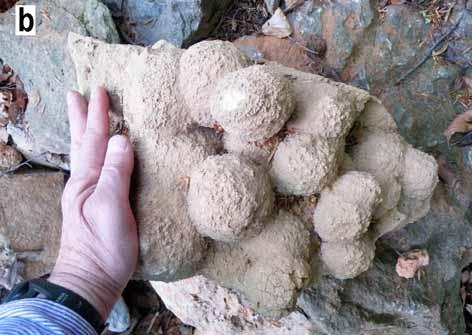 cz (24-233 Ostrov u Macochy) Key words: Moravian Karst, concretions, sandstones, calcite, heavy mineral assemblage, genesis of concretions Abstract Nové Dvory donuts are globular to elongated