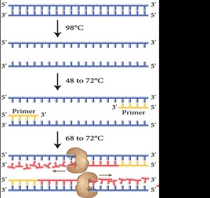 Základní molekulárně genetické principy Obr. č. 4. Princip PCR. Upraveno podle: www.neb.com/applications/dna-amplification-and-pcr/pcr 3.1.