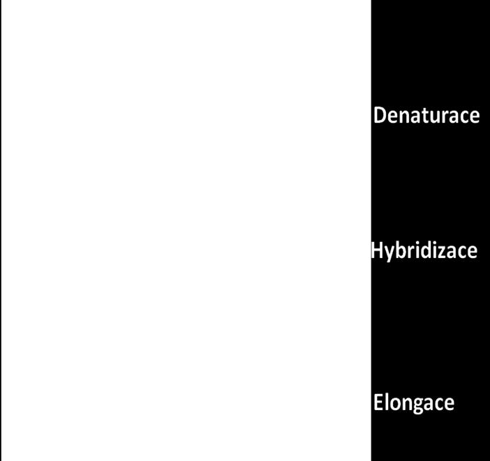 ionty, které jsou kofaktorem DNA polymerázy. Dále jsou v reakční směsi deoxyribonukleotidy (datp, dgtp, dctp, dttp), které slouží jako základní stavební kameny při tvorbě nových řetězců.