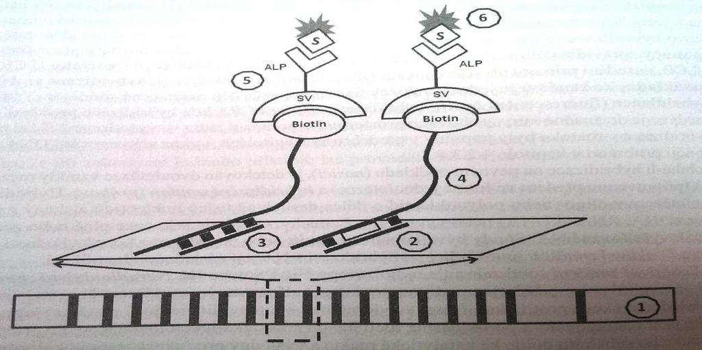 Základní molekulárně genetické principy Obr. č. 6. Princip reverzní hybridizace na nitrocelulózové membráně (1). Neznačená DNA sonda obsahující zdravou (2) nebo mutovanou (3) sekvenci.