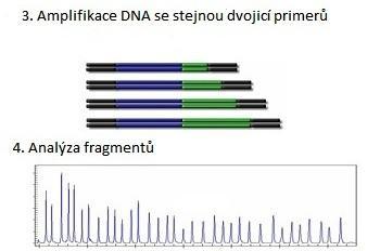 Základní molekulárně genetické principy Obr. č. 7. Princip metody MLPA (Multiplex Ligation dependent Probe) Upraveno podle www.biogen.cz/mlpa-kity 3.4.